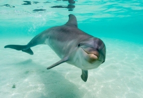 A delfinek és az intelligencia