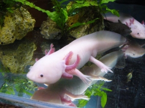 Ambystoma mexicanum - Mexikói Axolotl