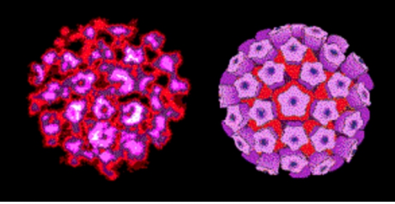 Mit jelent pontosan, hogy a HPV-teszt pozitív lett?