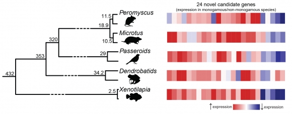 A monogámia receptje - Az evolúció egyfajta univerzális formulát használt legalább öt alkalommal az elmúlt 450 millió évben az állatok monogámmá változtatásához. Ezt bizonyos gének aktivitásának megnövelését (piros), míg mások lecsökkentését (kék) jelenti az agyban. A kutatók öt közelrokon fajpárt vizsgáltak, köztük négy emlőst, két madarat, két békát és két halat. Minden fajpárnál egy monogám és egy nem-monogám fajból állt össze. A kutatók 24 gént azonosítottak, amelyek hasonló génexpressziós mintázatot m