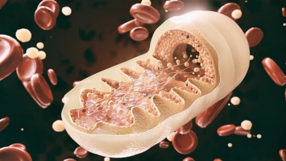 Mitokondrium (Forrás: AdobeStock)