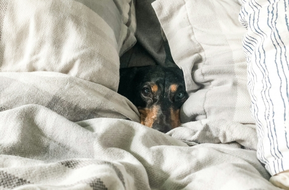 Photo by Jessica Johnston on Unsplash