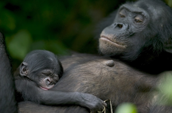 Time bonobo monkey zaire democratic republic of congo endangered species sex poachers lola ya bonobo kinshasa