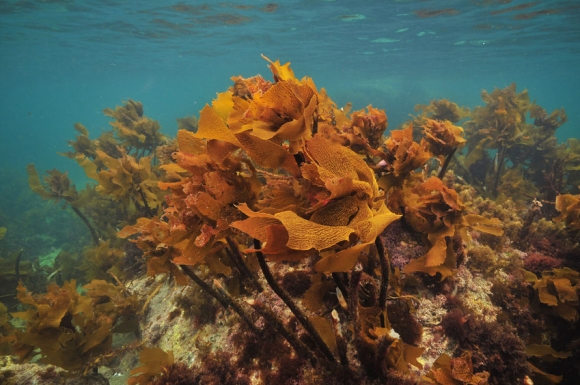 Bright brown stalked kelp Ecklonia radiata growing on rocks right under ocean surface (Forrás: 123rf)