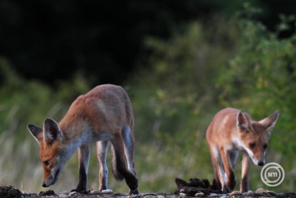 Fiatal vörös rókák (Vulpes vulpes) a Pest vármegyei Csobánka környékén 2025. június 22-én (MTI/Kovács Attila)