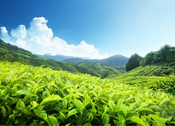 Tea plantation Cameron highlands, Malaysia (Forrás: 123rf)