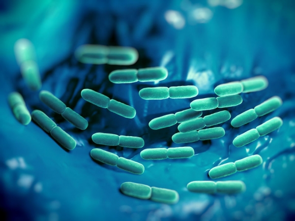  Lactobacillus bulgaricus bacteria. They are rod-shaped, gram-positive bacteria. They grow in acid media & produce lactic acid from the fermentation of carbohydrates. Lactic acid produced by the fermentation of milk is responsible for the preservation & fl (Forrás: 123 rf.com)