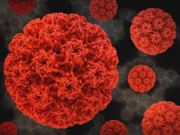 Humán papillomavírus 3D felvétele (Fotó: National Institute of Allergy and Infectious Diseases on Unsplash