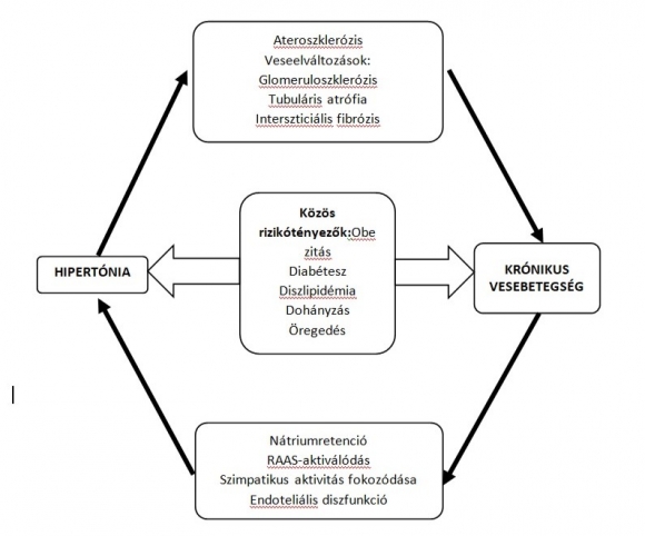 1.	ábra: A vese ok és áldozat is (RAAS: renin-angiotenzin-aldoszterin rendszer)