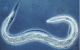 worm