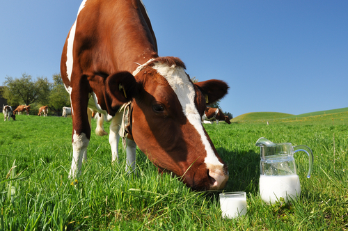 A tej káros a látásra. Barát vagy ellenség a tej?