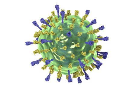 Mumps virus. 3D illustration showing structure of mumps virus with surface glycoprotein spikes heamagglutinin-neuraminidase and fusion protein Copyright: <a href='https://hu.123rf.com/profile_drmicrobe'>drmicrobe / 123RF Stock fotó</a>