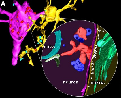 Fénymikroszkópos felvétel alapján készült 3D-rekonstrukció mutatja az újonnnan felfedezett mikroglia (okker) – neuron (magenta) szomatikus kapcsolat szerkezetét (Fotó: MTA)